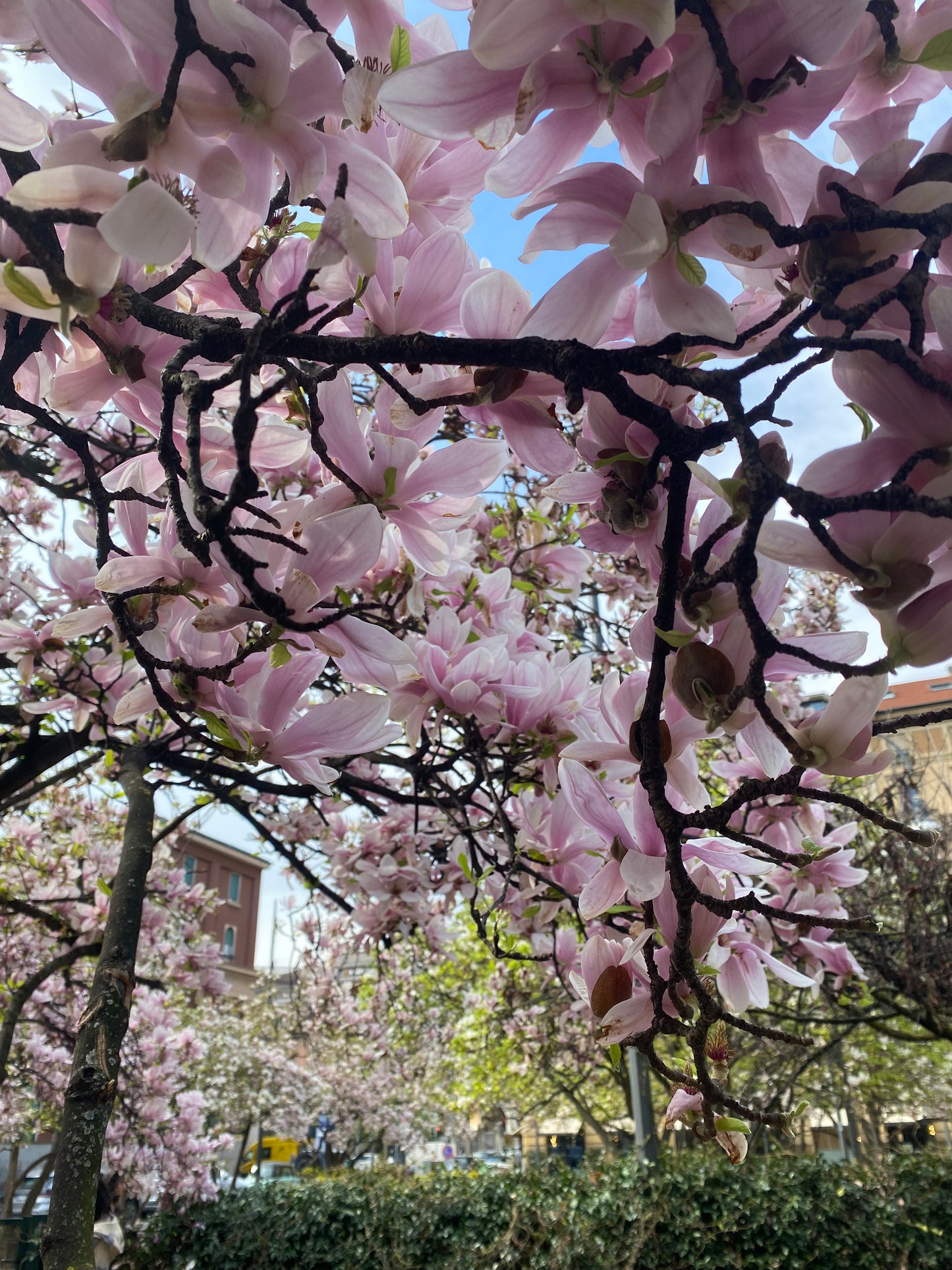 Pchette Magnolia